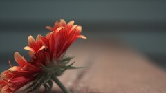 macro Flowers nature leaves red flowers