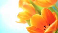 macro Flowers orange flowers Plants