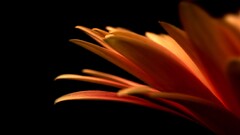 macro Flowers orange flowers