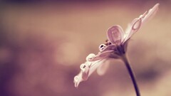 macro Flowers Plants