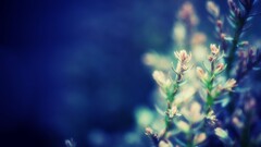 macro Flowers Plants