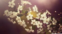 macro Flowers Plants