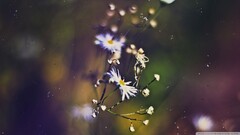 macro Flowers Plants