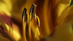 macro Flowers Plants