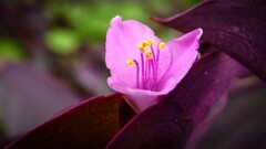 macro Flowers Plants