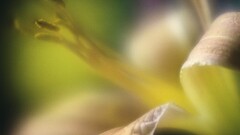 macro Flowers Plants