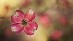 macro Flowers Plants