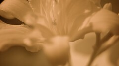 macro Flowers Plants