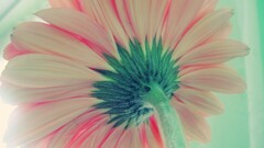 macro Flowers Plants