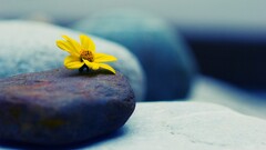 macro Flowers stones yellow flowers