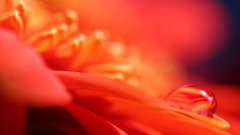 macro Flowers water drops petals Plants dew colorful