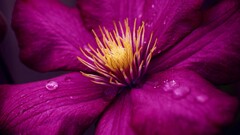 macro Flowers water drops pink flowers Plants