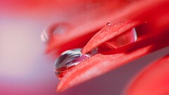 macro Flowers water drops Plants red