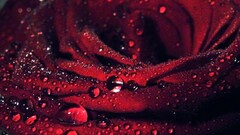 macro Flowers water drops red flowers Plants