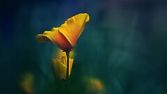 macro Flowers yellow flowers Plants