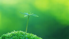 macro grass Plants green background leaves
