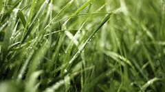 macro grass water drops Plants