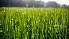 macro grass water drops