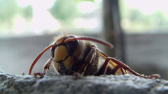 macro insect bees wasps Animals