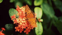 macro insect butterfly Animals Plants