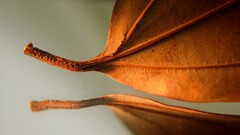 macro leaves nature Plants