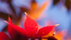 macro leaves nature Plants