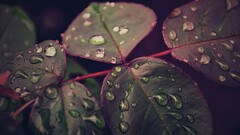 macro leaves nature water drops