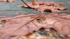macro leaves Plants