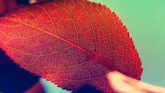 macro leaves red Plants