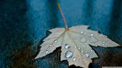 macro leaves water drops