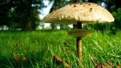 macro mushroom grass worm's eye view