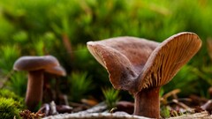 macro mushroom Plants