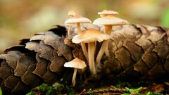 macro mushroom Plants