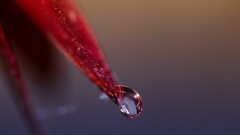 macro nature closeup detailed Plants depth of field leaves