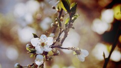 macro nature Flowers white flowers Plants