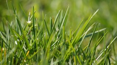 macro nature grass
