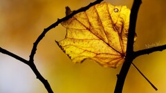 macro nature leaves branch Plants