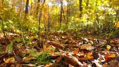 macro nature leaves forest