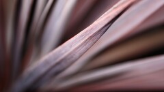 macro nature leaves Plants