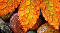 macro nature leaves stones water drops