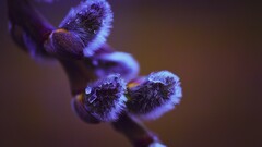 macro nature Plants closeup Violet