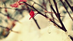 macro nature Plants ice winter branch
