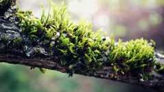 macro nature Plants Wood closeup