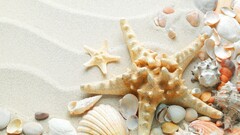 macro nature sand starfish seashells