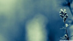macro Plants blue background