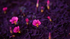 macro Plants Flowers colorful