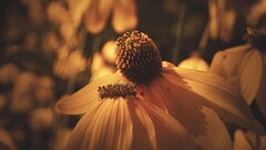 macro Plants Flowers