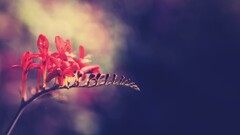 macro Plants Flowers red flowers outdoors