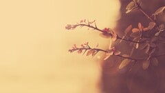 macro Plants leaves nature