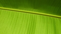 macro Plants leaves texture Green